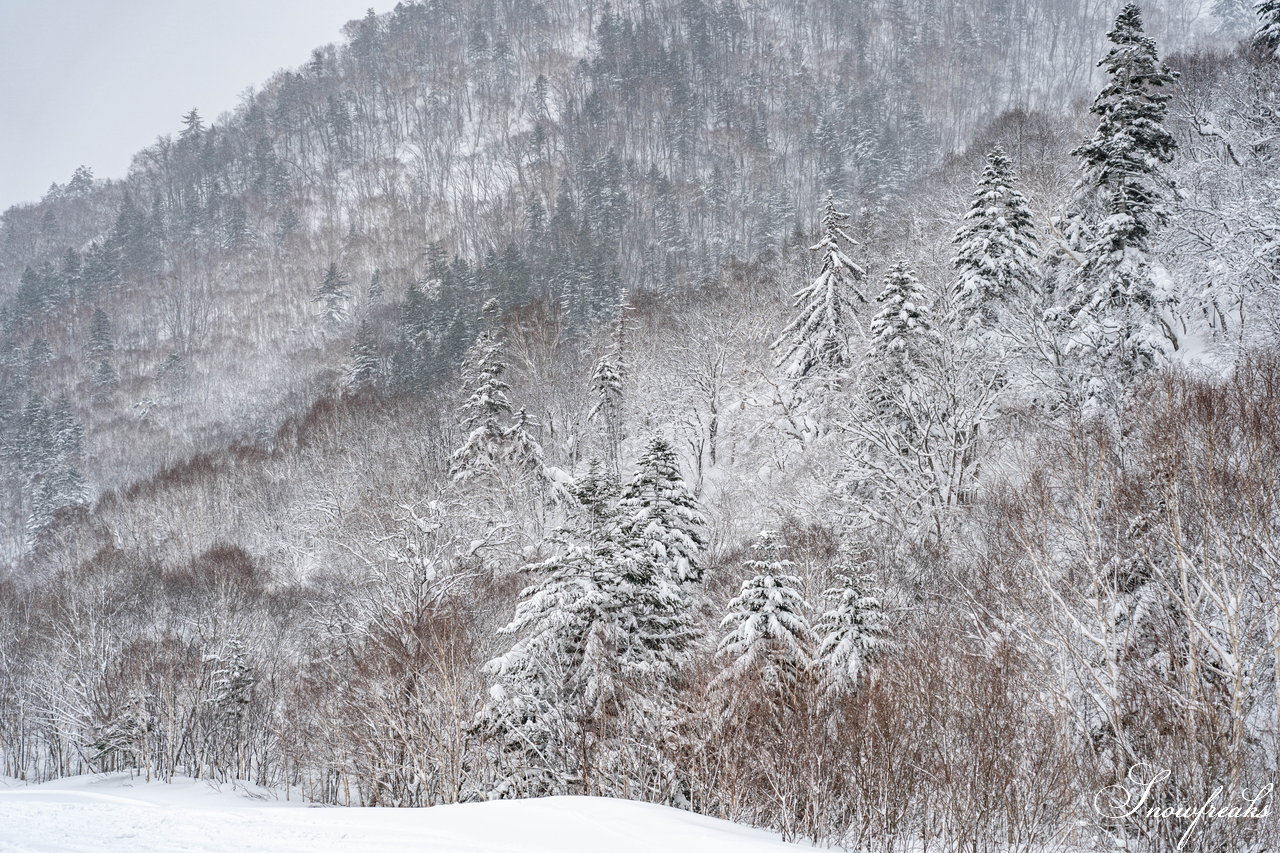 札幌国際スキー場　街は雨でも、山は雪！広々ゲレンデに思う存分シュプールを描こう(^^)/